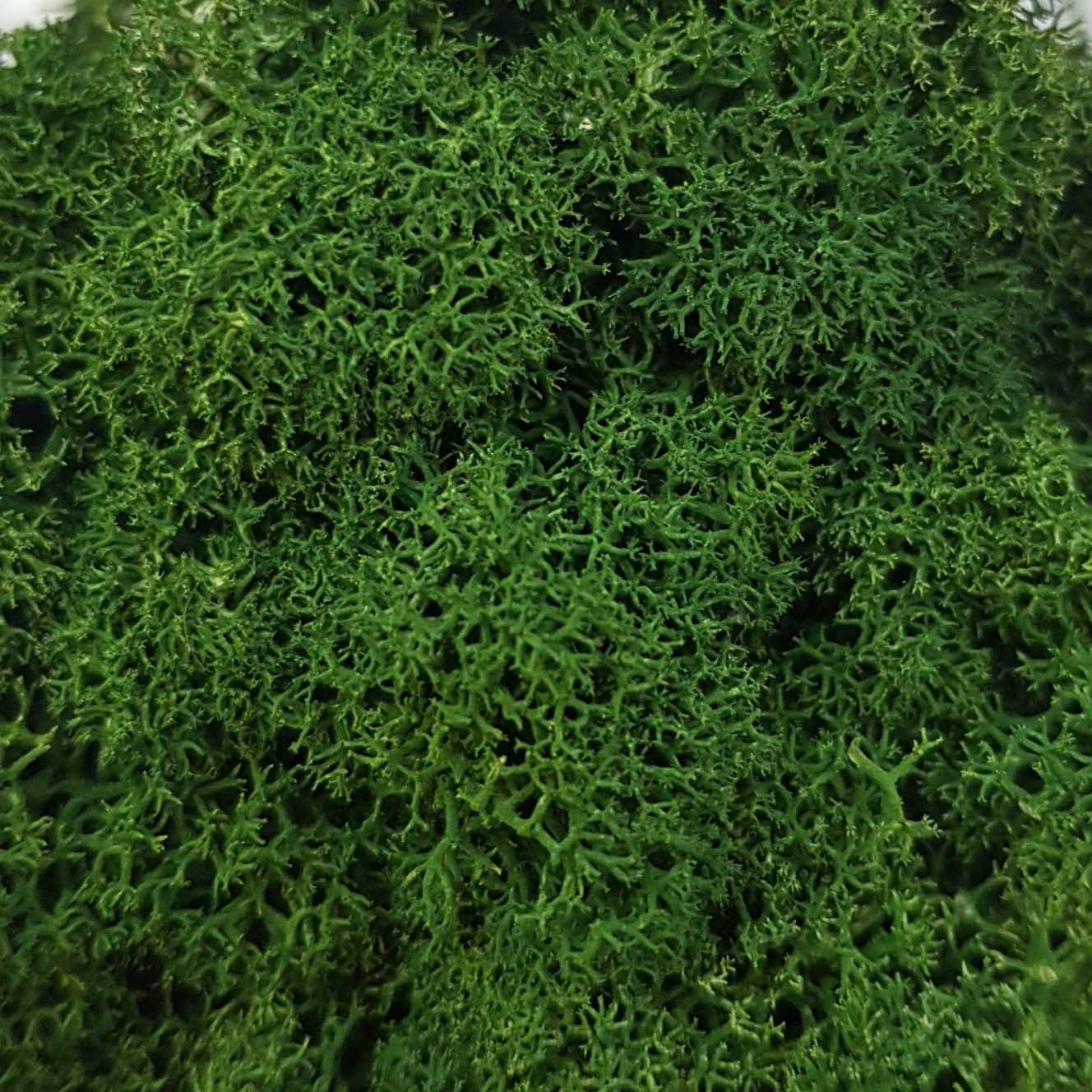 Leaf Green