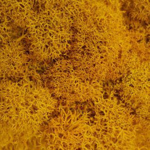 Marigold