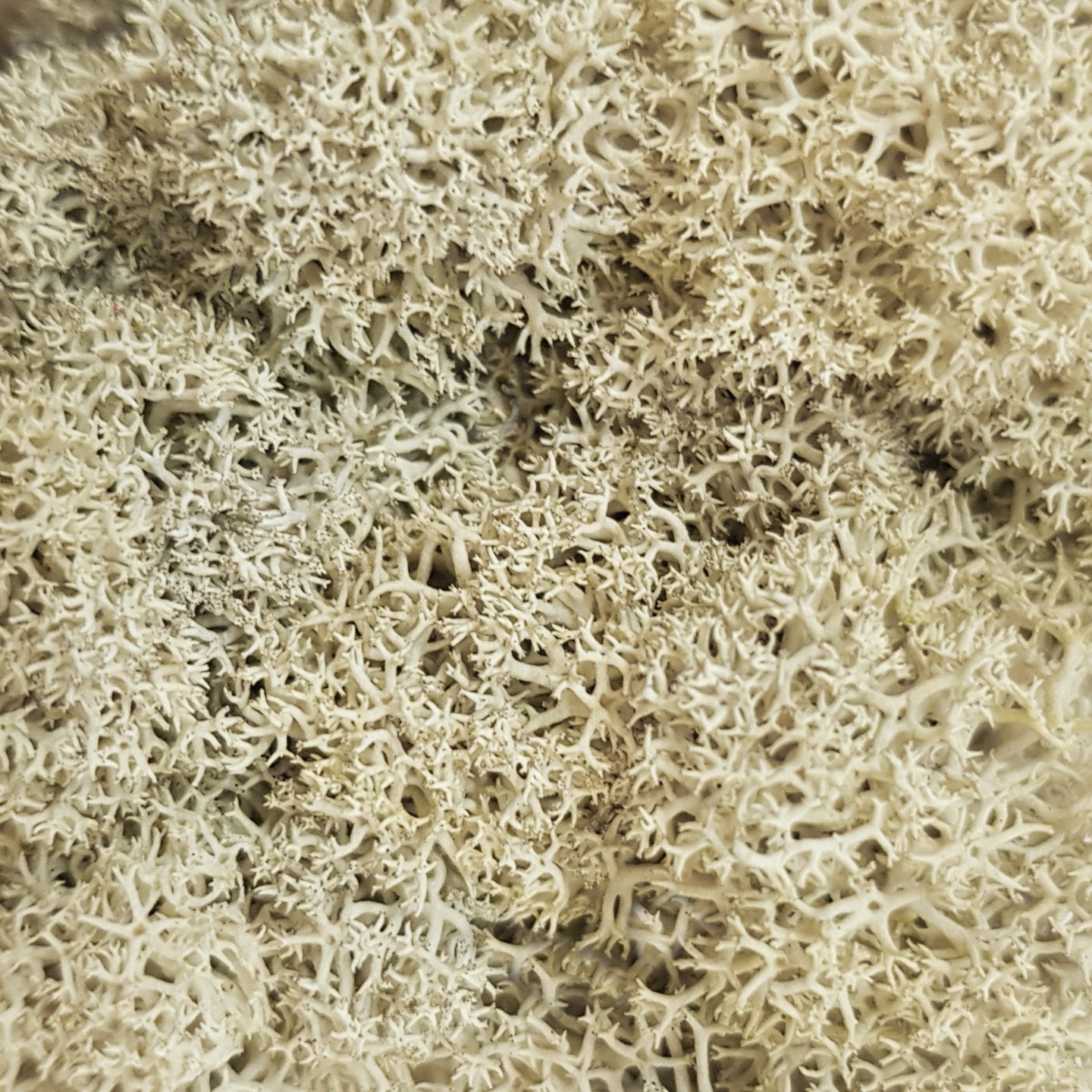 Natural