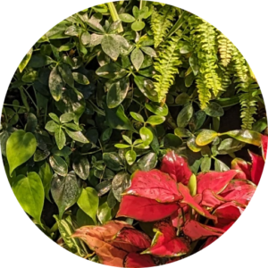 HyGro®Wall, live green wall structure & system