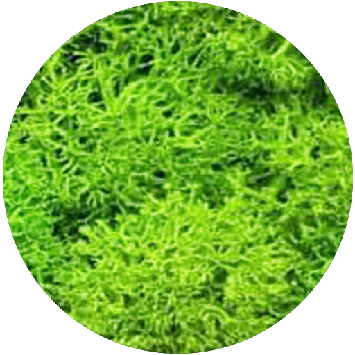 Lemon Green Moss