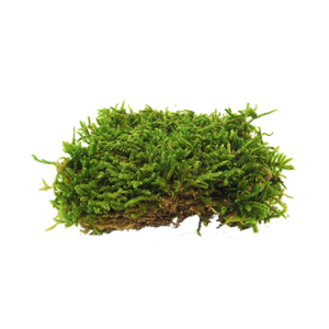 Flat Moss Preserved