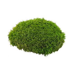 Pole Moss Preserved